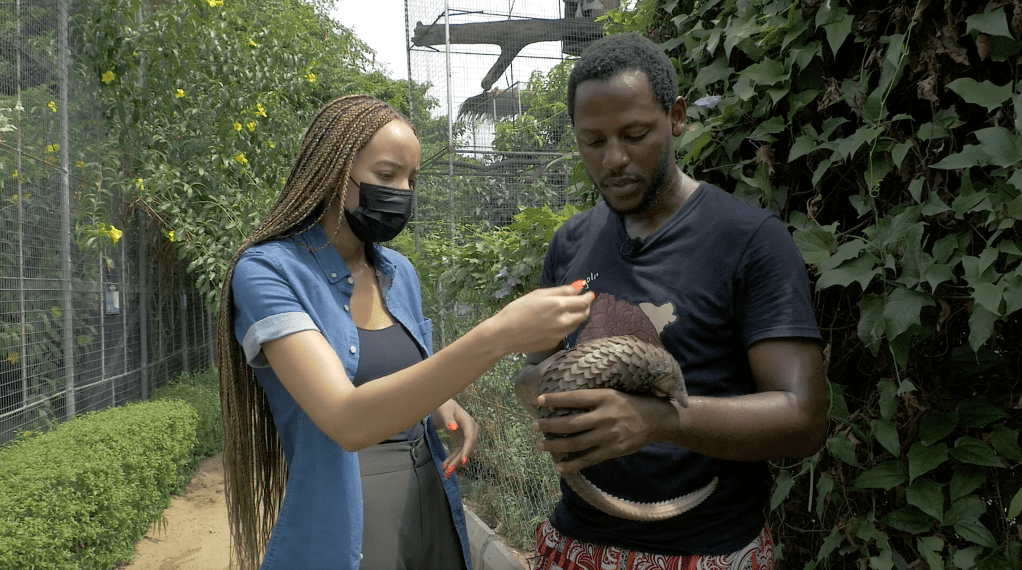 Saving Pangolins from the Illegal Wildlife&nbsp;Trade